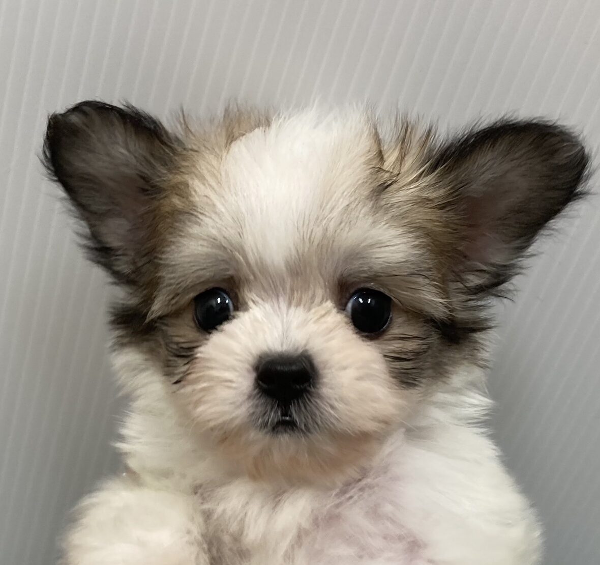 MIX犬（チワワ×シーズー）