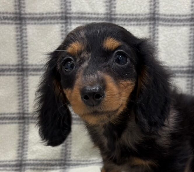 M.ダックスフンド