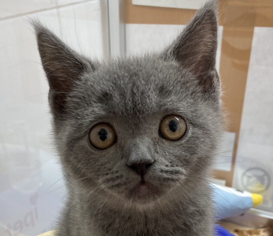 ブリティッシュショートヘアー