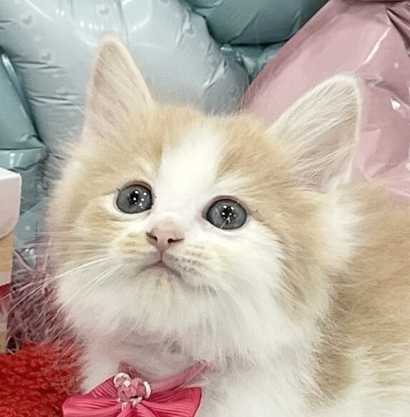 サイベリアン※売約済み