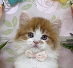 スコティッシュフォールド