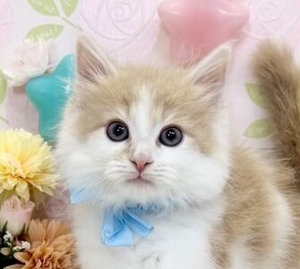 ノルウェージャンフォレストキャット