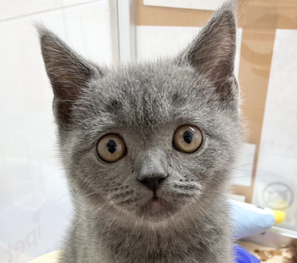 ブリティッシュショートヘアー