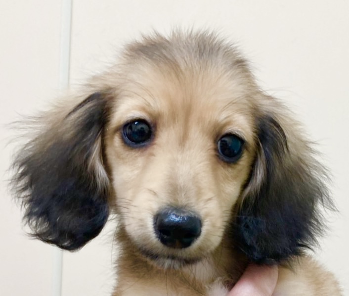 M.ダックスフンド