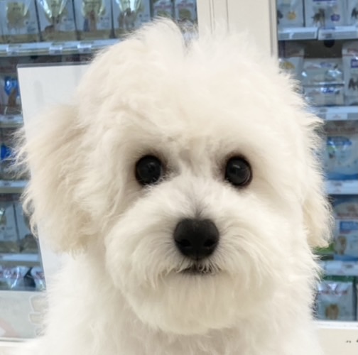 ビションフリーゼ