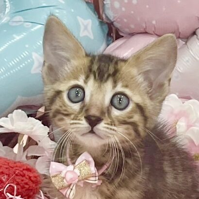 ベンガル