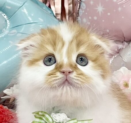 スコティッシュフォールド