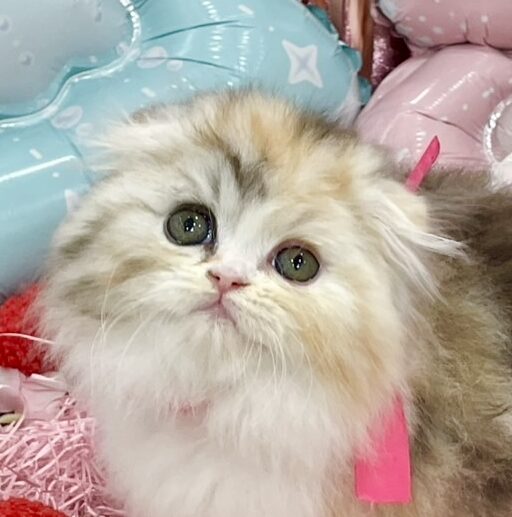 スコティッシュフォールド