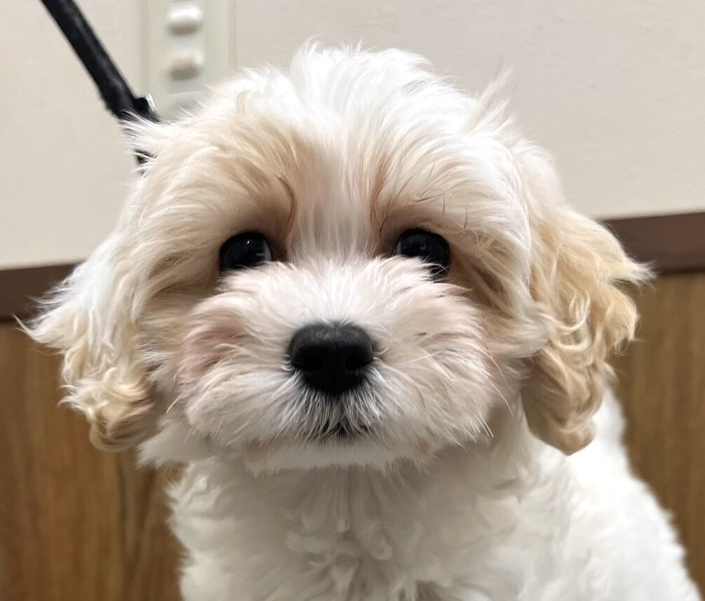 MIX犬（マルチーズ×プードル）