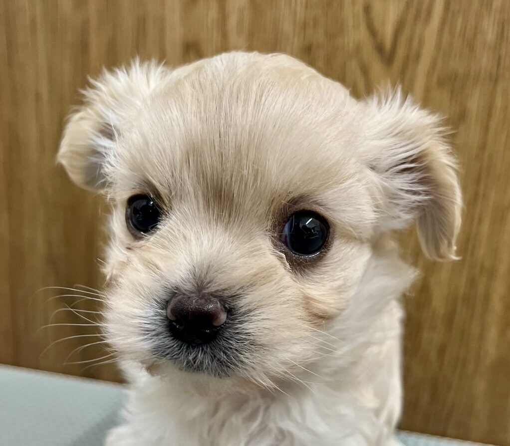 MIX犬（マルチーズ×チワワ）