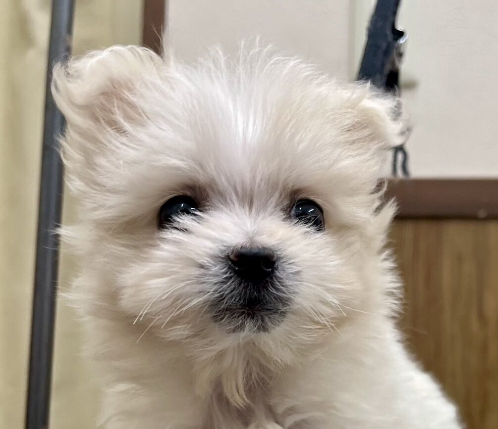 MIX犬（マルチーズ×ポメラニアン）