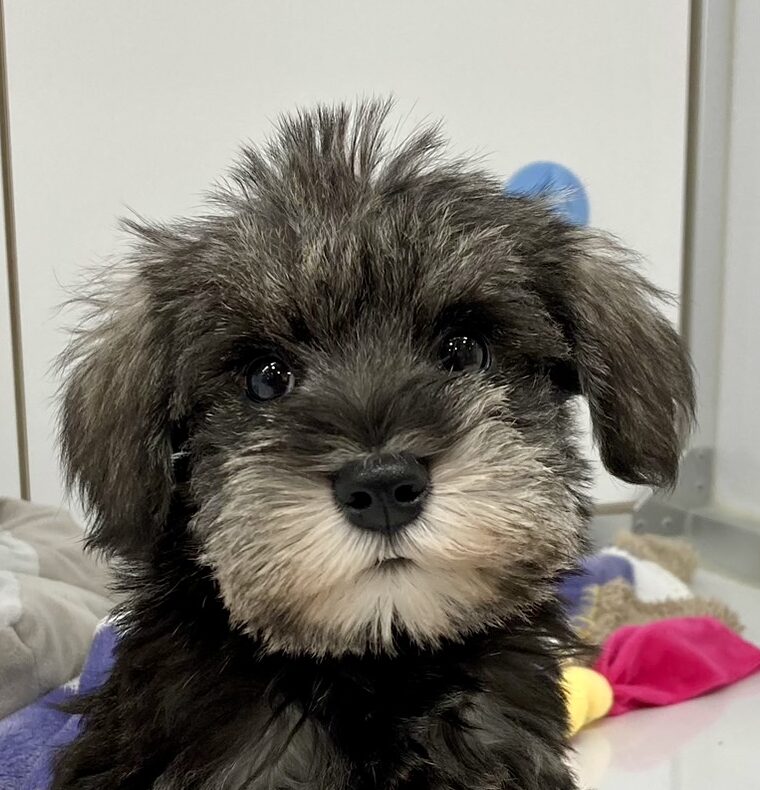 M.シュナウザー