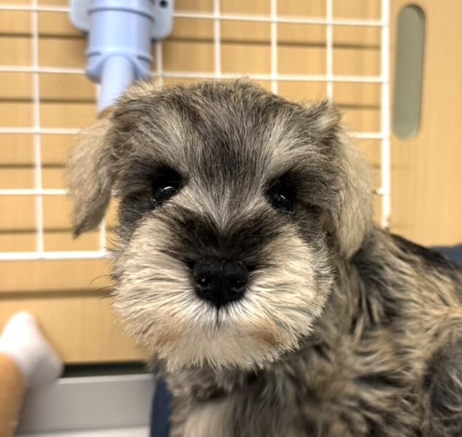 M.シュナウザー