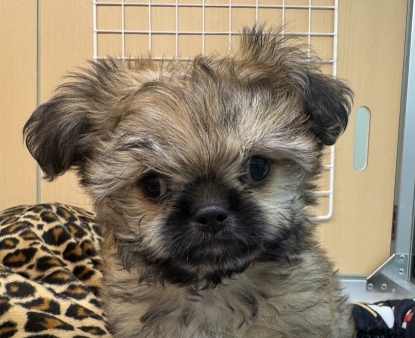 MIX犬（ポメラニアン×シーズー）