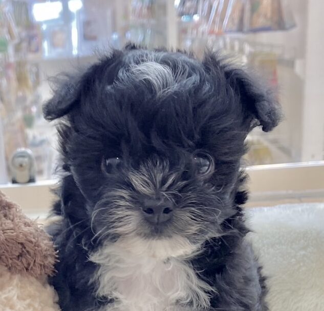 MIX犬（チワワ×トイプードル）