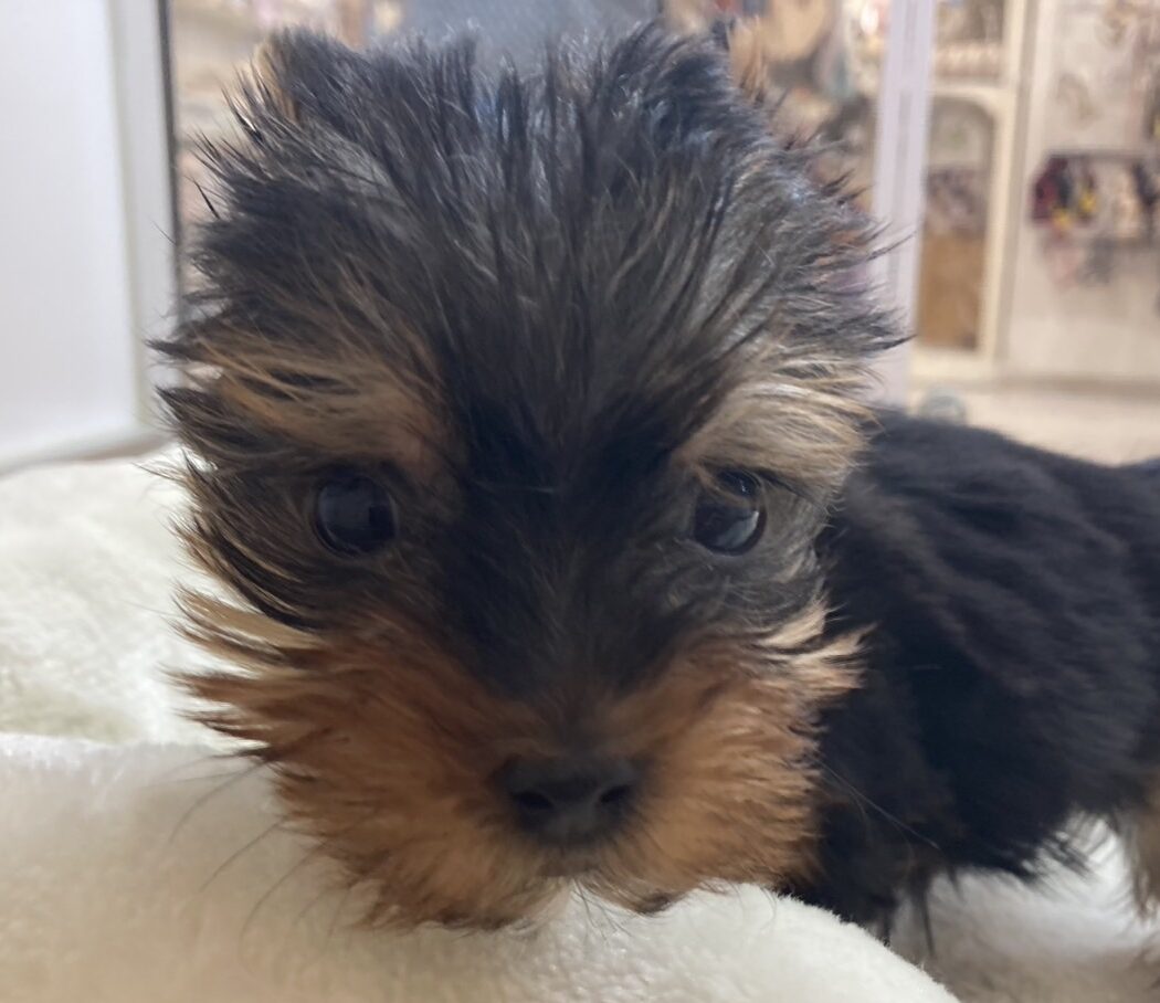 ヨークシャーテリア