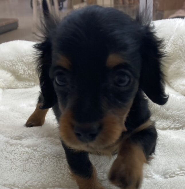 M.ダックスフンド