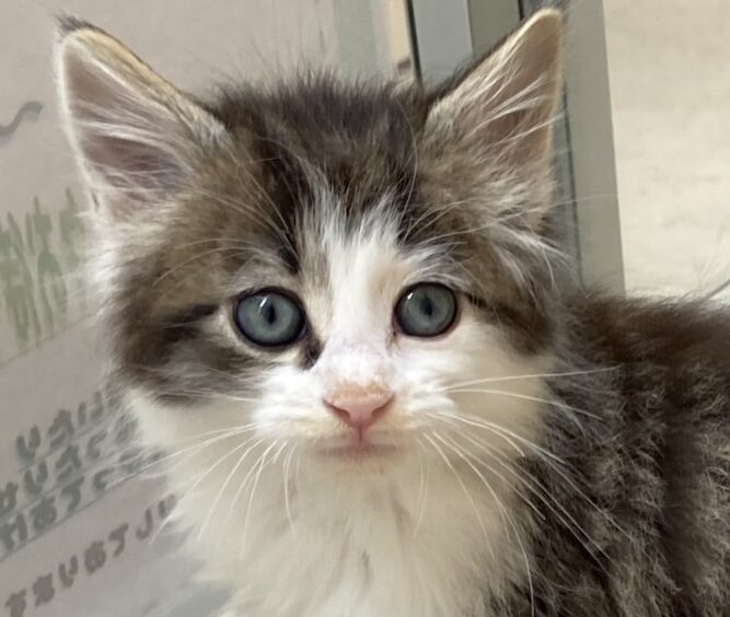 ノルウェージャンフォレストキャット