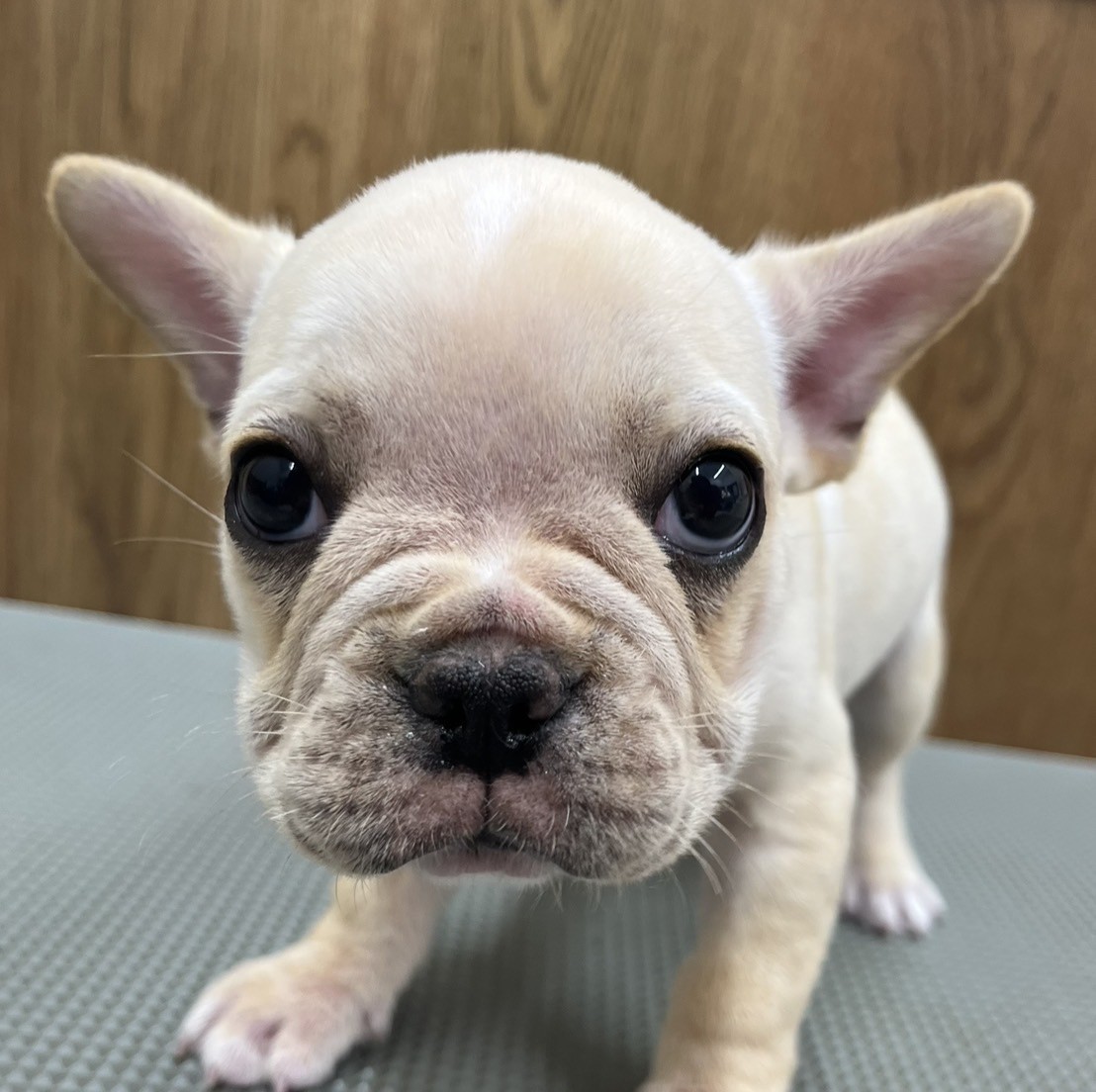 フレンチ・ブルドッグ