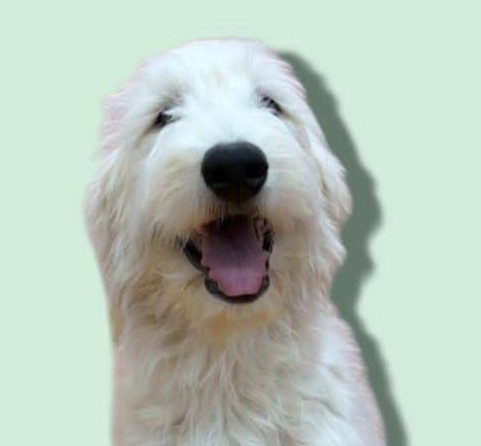 MIX犬(ゴールデンドゥードル)