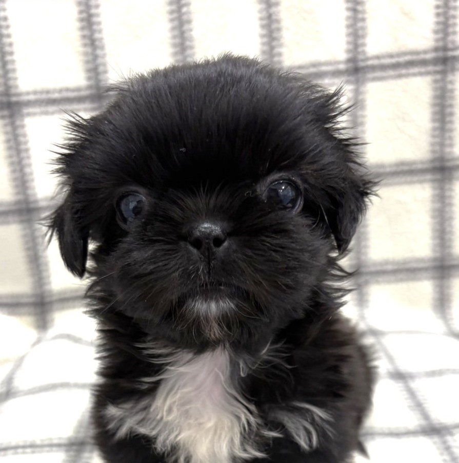 MIX犬（ペキニーズ×シーズー）
