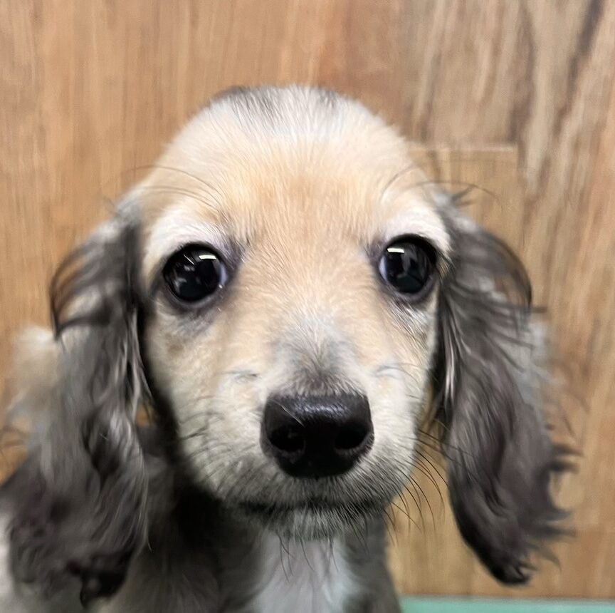 M.ダックス