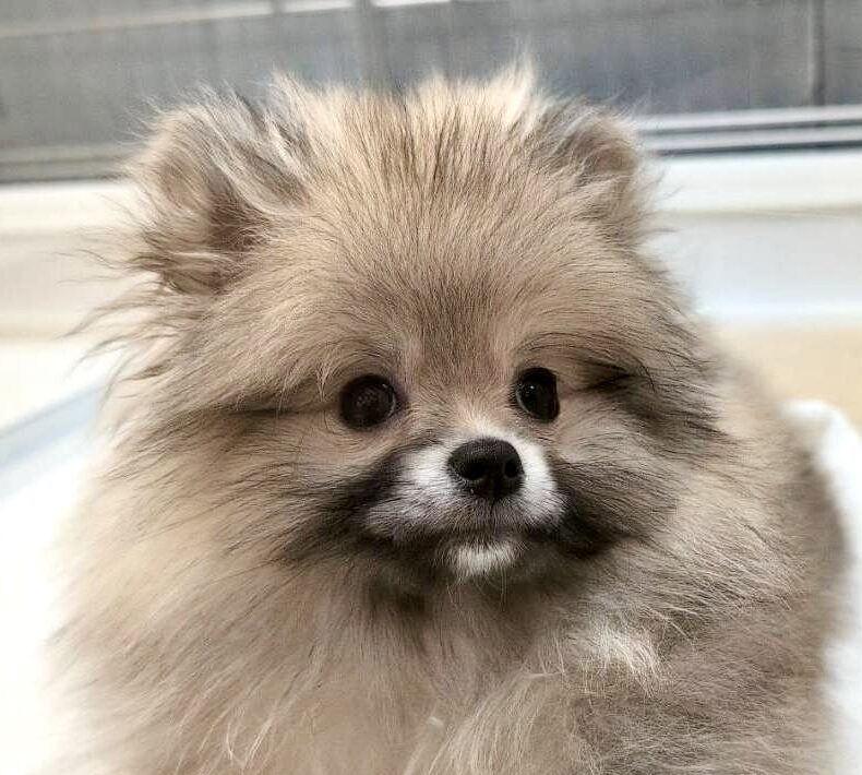 ポメラニアン