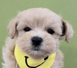 MIX犬（マルチーズ×トイプードル）