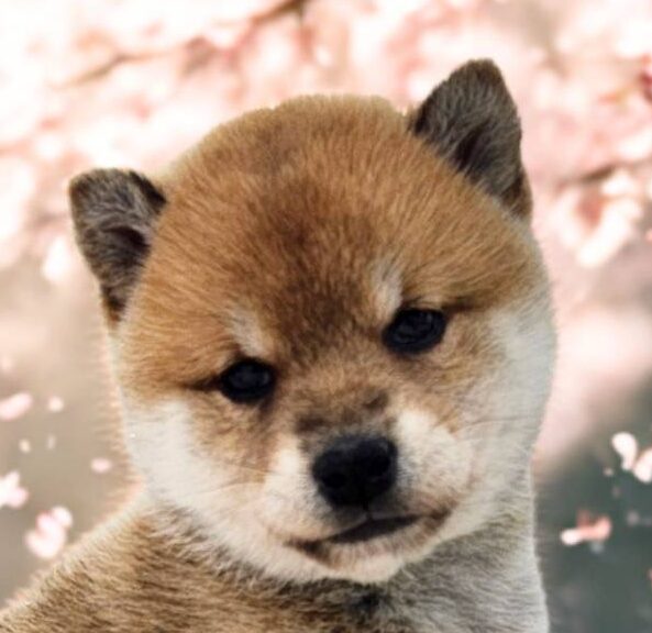 柴犬