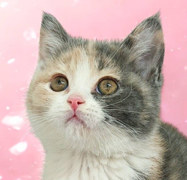 ブリティッシュショートヘアー