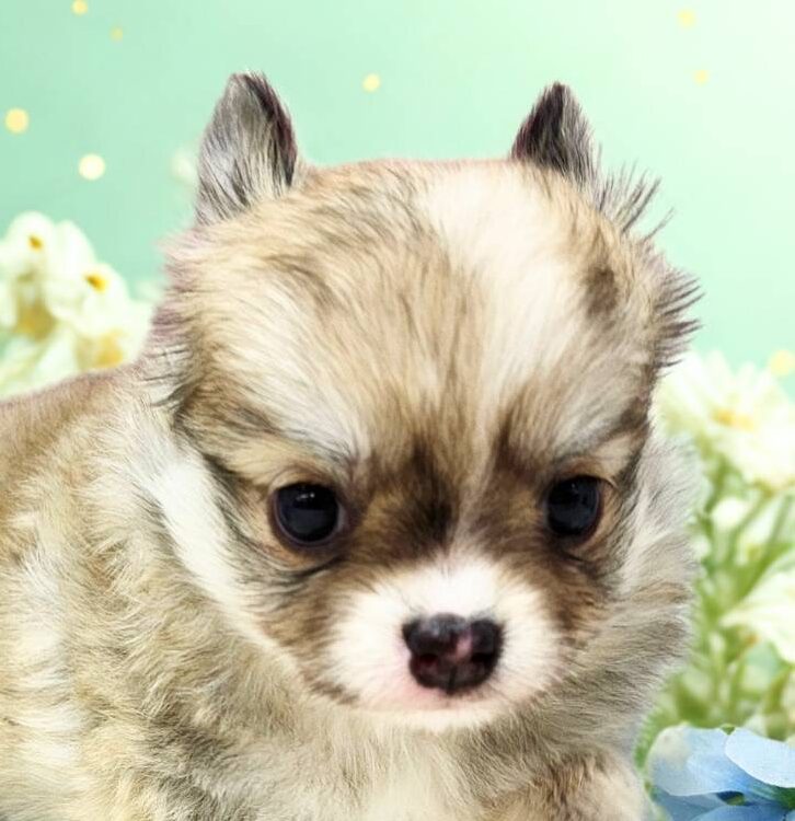 チワワ