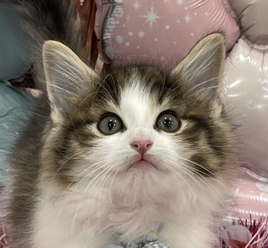 ノルウェージャン・フォレストキャット※売約済み