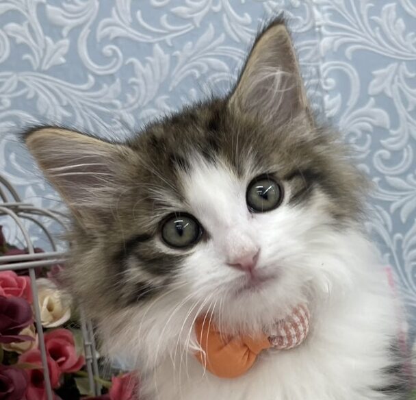 ノルウェージャン・フォレストキャット