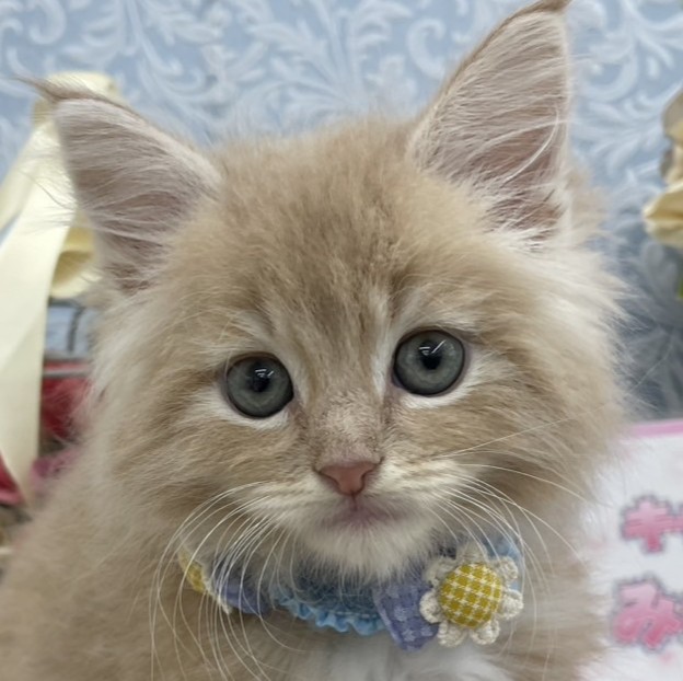 ノルウェージャン・フォレストキャット