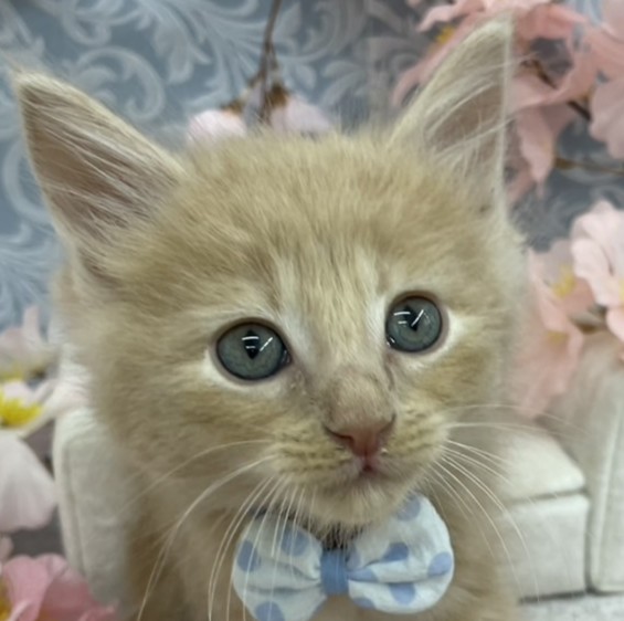 ノルウェージャン・フォレストキャット