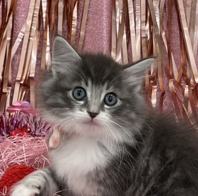 ノルウェージャン・フォレストキャット