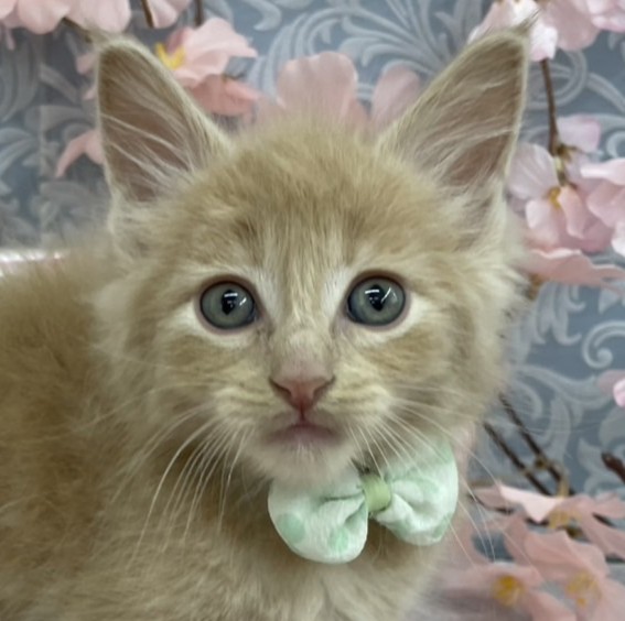 ノルウェージャン・フォレストキャット