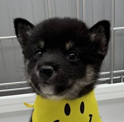 豆柴