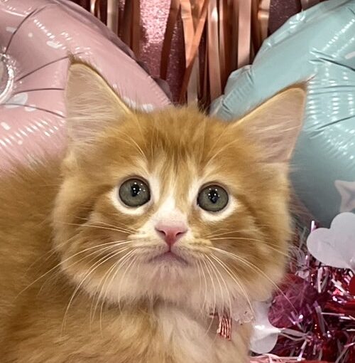 ノルウェージャン・フォレストキャット
