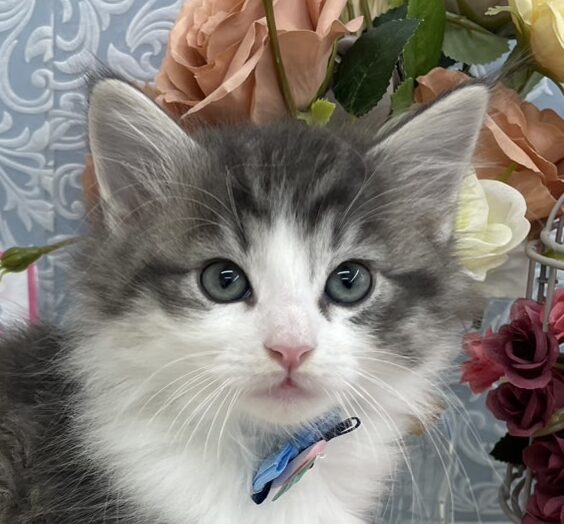 ノルウェージャン・フォレストキャット