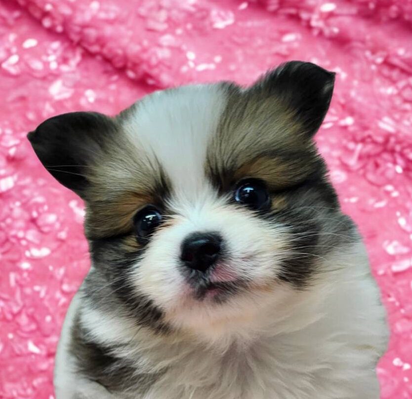 MIX犬（ポメラニアン×パピヨン）