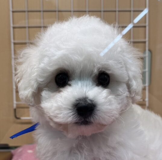 ビションフリーゼ
