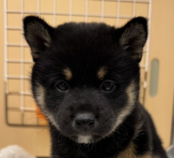柴犬