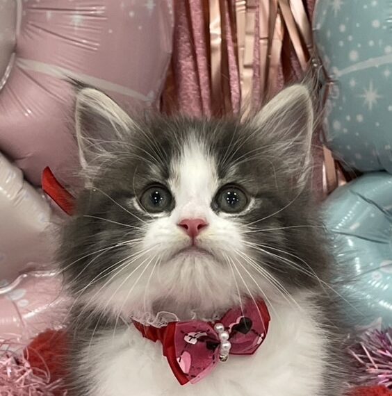 ノルウェージャン・フォレストキャット
