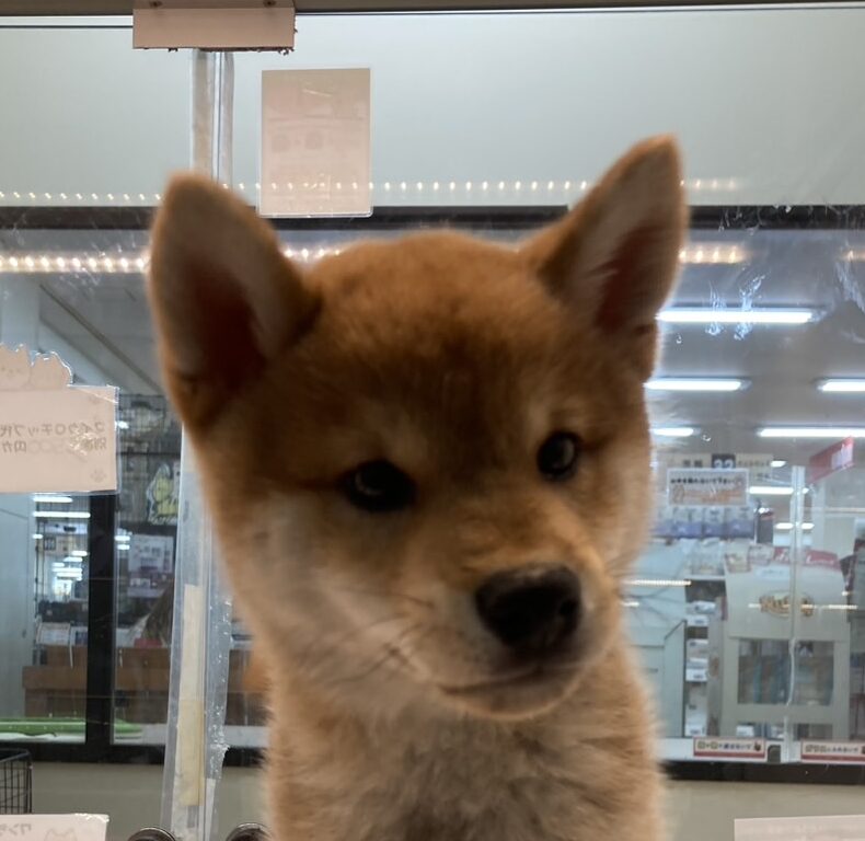 柴犬