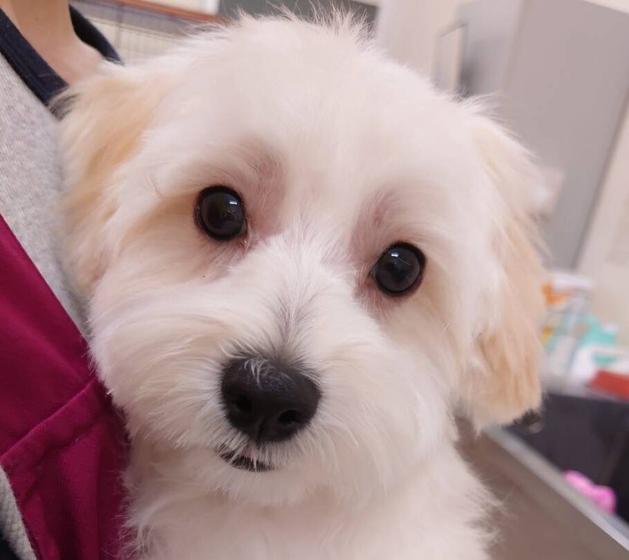 MIX犬（マルチーズ×トイプードル）
