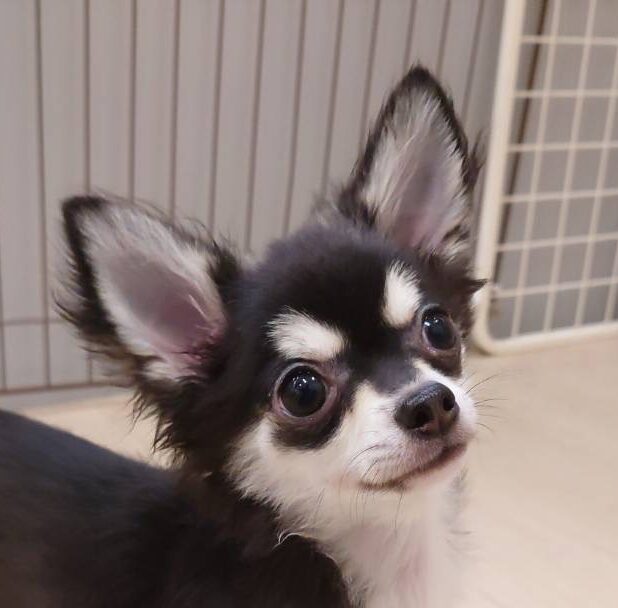 チワワ
