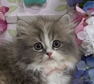 マンチカン