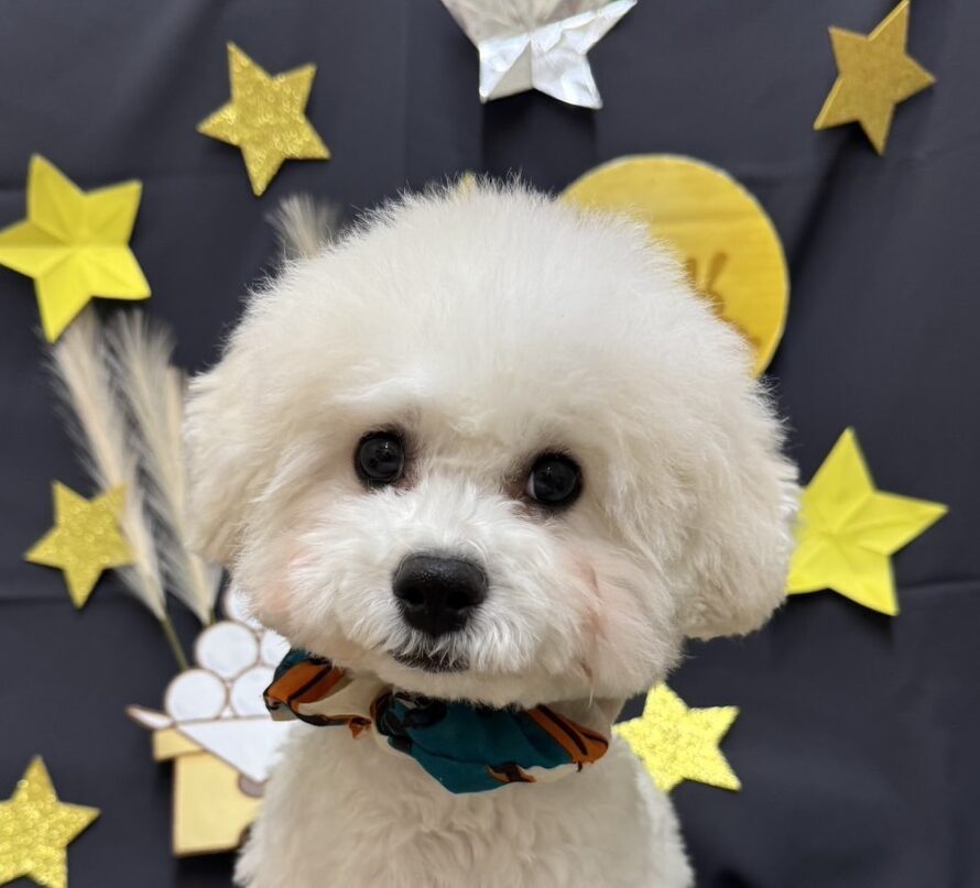 ビションフリーゼ
