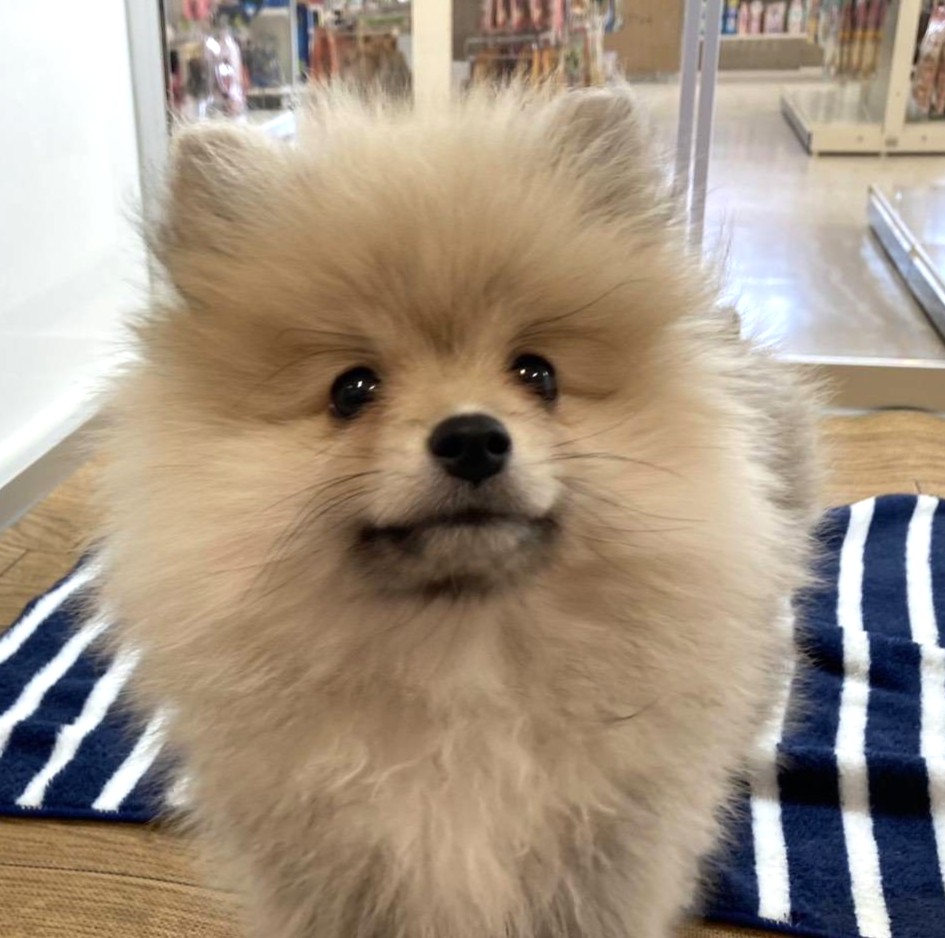 ポメラニアン